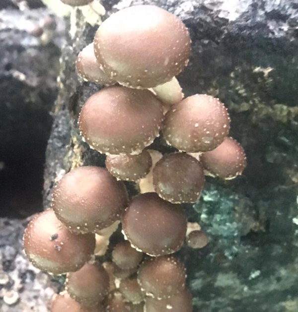 Shiitake Mushroom