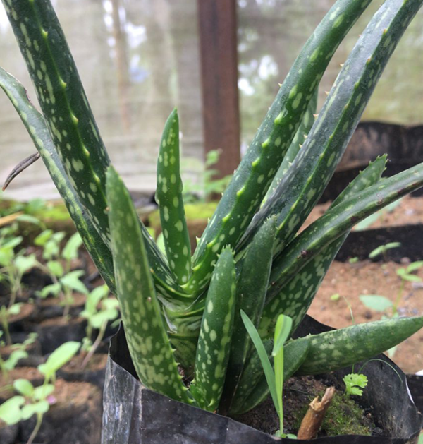 Aloe Vera