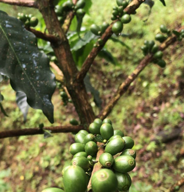 Typica Coffee Typica Coffee